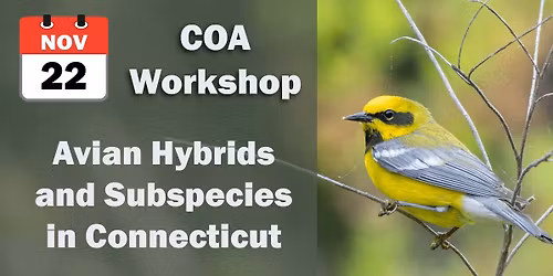 COA Workshop: Avian Hybrids and Subspecies in CT