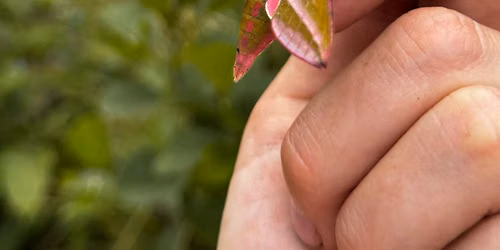 The Bog is Back Members Exclusive! Moth Morning with Garden of Moths