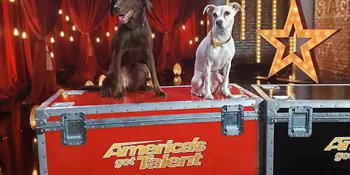 The Canine Stars at Palace Theatre Greensburg