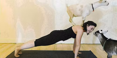 Baby Goat Yoga - May 17 at 1:00pm