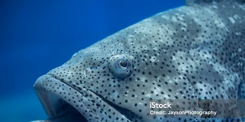 Goliath Grouper Aggregate in West Palm