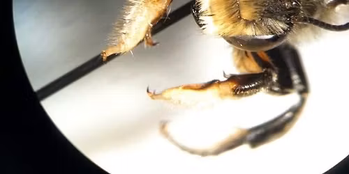 Big Bees, Little Bees: Insect Body Size in a Changing Climate | Professor Jenny VanWyk