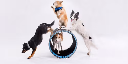 Mutts Gone Nuts: Unleashed!