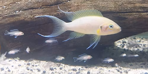 NSW Cichlid Society Meeting and Auction