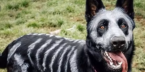 Dog Daze in the Maze!