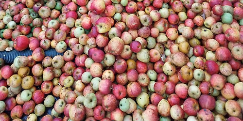 Apple Day! at Dorset Nectar Cider Farm