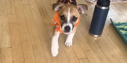 Rescue Puppy Pilates Halloween with Body Bar Southlake