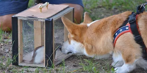 Intro to Barn Hunt $40\/dog