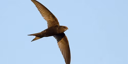 Swift mapping walk 