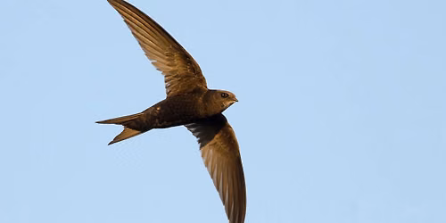 Swift mapping walk 
