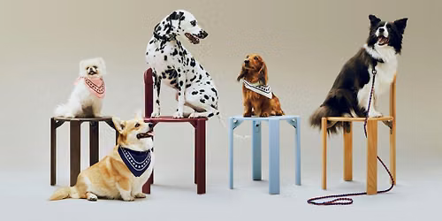 World Animal Day with HAY Dogs