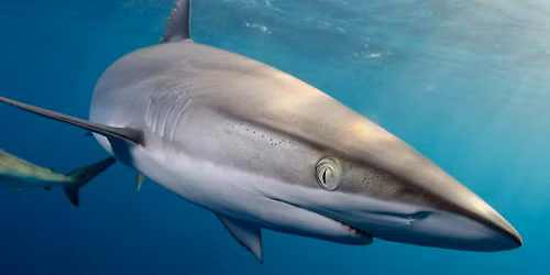 National Geographic Live - Vancouver