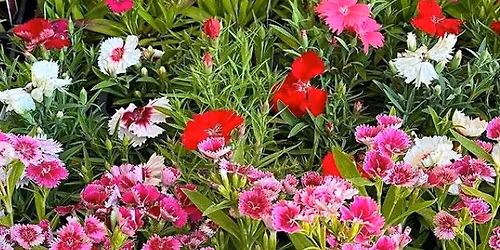 Farmers Market @ The Shed - First Day of Spring