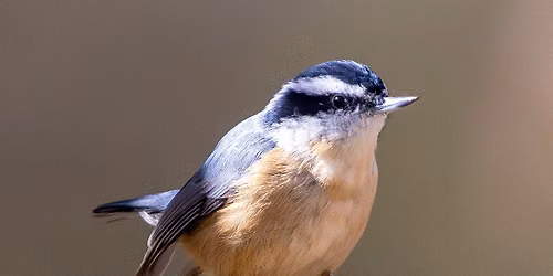 Tree Week Bird Walk at Lexington Cemetery