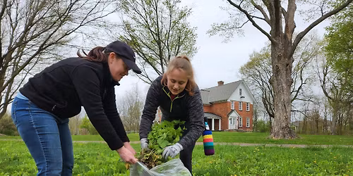 Garlic Mustard Pull & Trash Sweep @ Drake Farmstead 