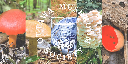 Ottawa Mushroom Society Walk: May