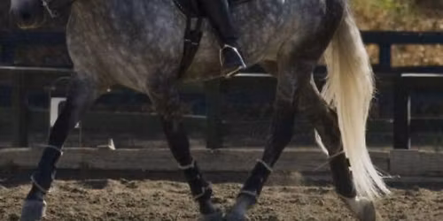 Pacific Dressage: A Classical Dressage & Western Dressage Schooling Show with Working Equitation