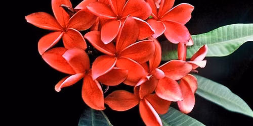 Houseplants & The Plumeria Society of America