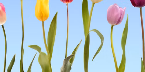 Planting party for kids