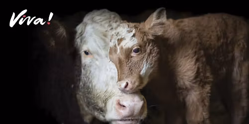 VIVA! Hastings Vegan Outreach