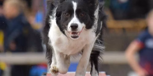 AKC Agility Trial!