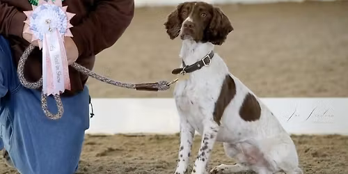 Indoor Fun Dog Show.