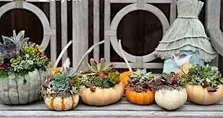 Pumpkin Succulent Workshop at Hayes Mansion