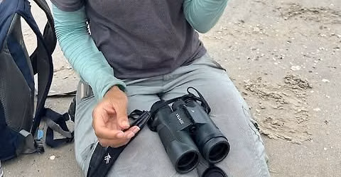 Is Life a Beach for Coastal Breeding Birds?