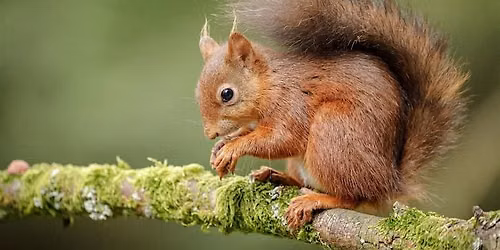 Squirrel Safari at Crathes Castle