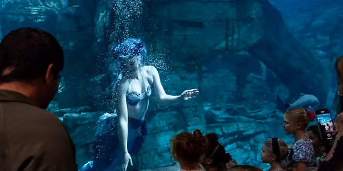 Mermaid Echo at Discovery World