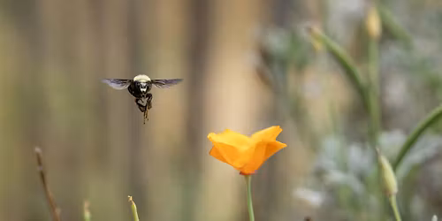 iNaturalist Training with Natural History Museum of LA