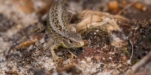 Reptile Survey and Heathland Species Guided Walk