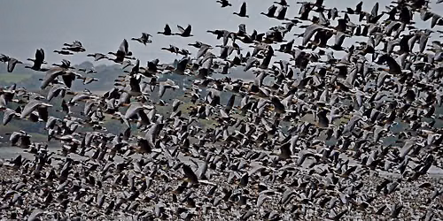Wild Geese Rising