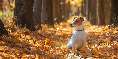 Jack Russell - Play Session - Llangefni