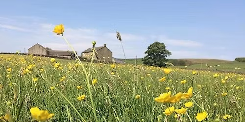 Meet the Maker of Stonebeck Cheese. Guided walk to Low Riggs Farm.