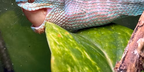 Feeding Day at Noon 