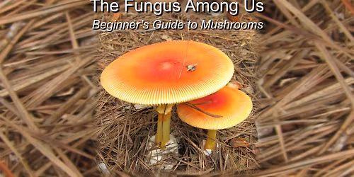 The Fungus Among Us: A Beginner\u2019s Guide to Mushrooms | Learn & Grow Program