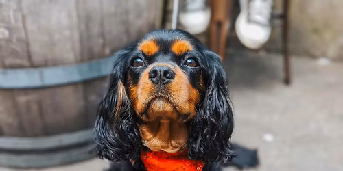 Preston - Jingle Paws Christmas Tour \ud83c\udf84