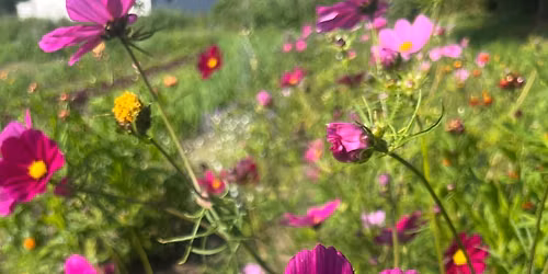 Selvplukk blomster 