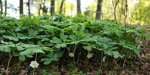 Wildwoods Walk with a Botanist