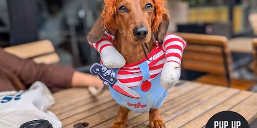 Hallo-ween Dachshund Pup Up Cafe \u2013 Northampton \ud83c\udf83
