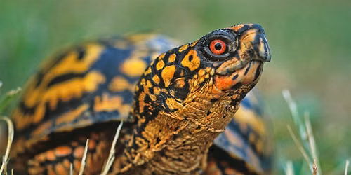 Reptiles of Western North Carolina