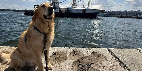 Dogs of Salem: A 400-Year Walking Story