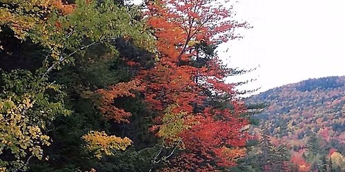 Forest Bathing (Shinrin Yoku)