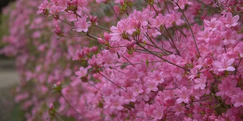 Blossom: Walk and Talk