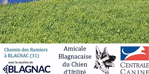 Concours Agility 