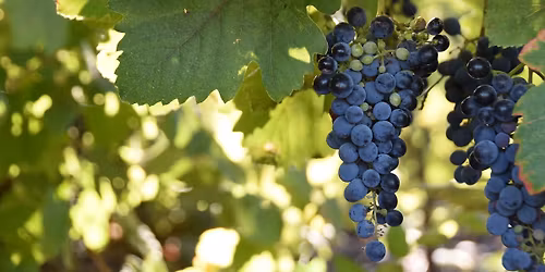  Bougie Wine Tribe - Expo Chianti Classico Festival and More!