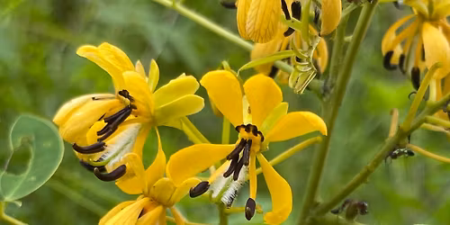 Native Seed Giveaway (Old Ottawa East)