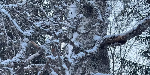 El\u00e4m\u00e4si arkkityyppiset teemat -ty\u00f6paja 4\/5