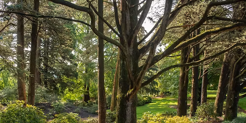 Intro to Forest Bathing with ANFT Forest Therapy Guide Lauren Berg